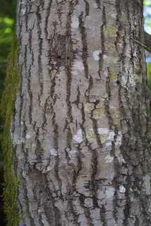 Lithocarpus densiflorus, bark - of a large tree