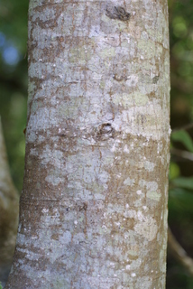 Lithocarpus densiflorus, bark - of a small tree or small branch