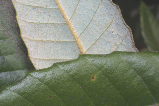 Lithocarpus densiflorus, leaf - margin of upper + lower surface