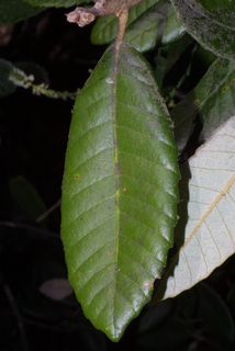 Lithocarpus densiflorus, leaf - whole upper surface