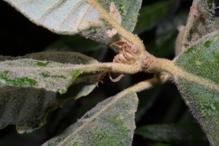 Lithocarpus densiflorus, twig - close-up winter terminal bud
