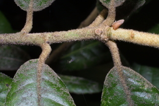 Lithocarpus densiflorus, twig - orientation of petioles