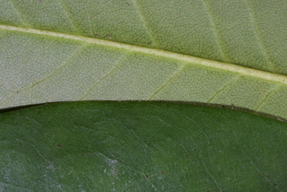 Rhododendron macrophyllum, leaf - margin of upper + lower surface