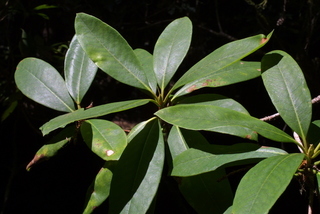 Rhododendron macrophyllum, leaf - showing orientation on twig