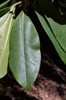Rhododendron macrophyllum, leaf - whole upper surface