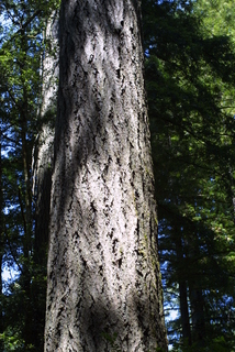 Sequoia sempervirens, bark - of a large tree