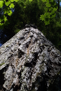 Sequoia sempervirens, whole tree - view up trunk