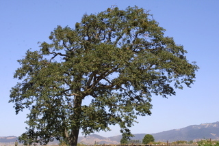 Quercus garryana, whole tree or vine - general