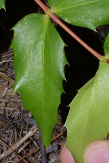 Mahonia nervosa, leaf - whole upper surface