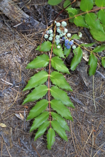 Mahonia nervosa, whole tree or vine - general