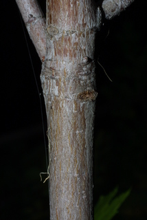 Acer glabrum, bark - of a small tree or small branch