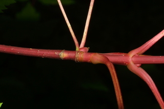 Acer glabrum, twig - orientation of petioles