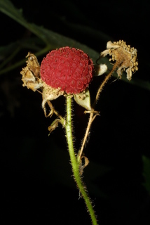 Rubus parviflorus, fruit - lateral or general close-up