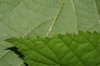 Rubus parviflorus, leaf - margin of upper + lower surface