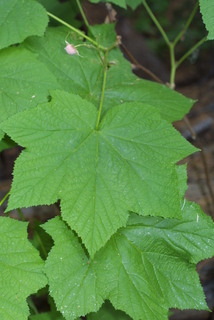 Rubus parviflorus, leaf - whole upper surface
