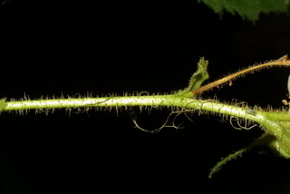 Rubus parviflorus, twig - orientation of petioles