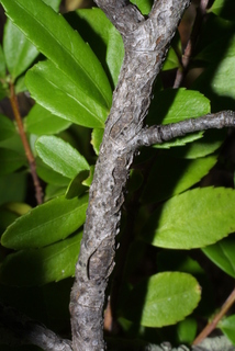 Amelanchier alnifolia, bark - of a small tree or small branch
