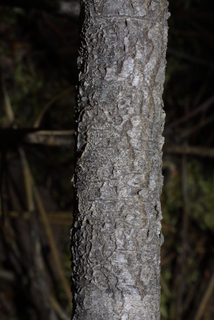 Amelanchier alnifolia, bark - of a small tree or small branch