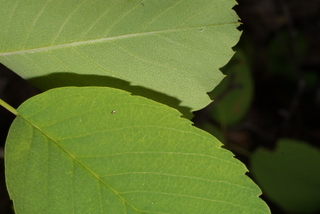 Amelanchier alnifolia, leaf - margin of upper + lower surface