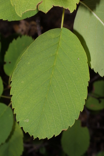 Amelanchier alnifolia, leaf - whole upper surface