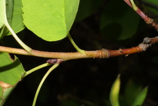 Amelanchier alnifolia, twig - orientation of petioles