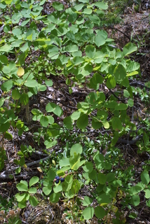 Amelanchier alnifolia, whole tree or vine - general
