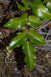 Mahonia aquifolium, leaf - whole upper surface