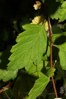 Holodiscus discolor, leaf - showing orientation on twig