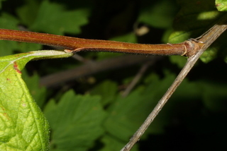 Holodiscus discolor, twig - orientation of petioles