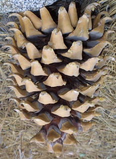Pinus coulteri, cone - female - mature open