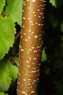 Betula occidentalis, bark - of a small tree or small branch
