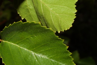 Betula occidentalis, leaf - margin of upper + lower surface