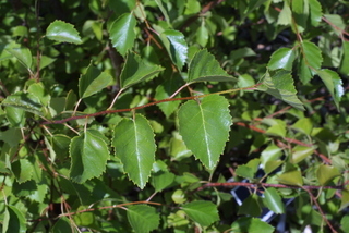 Betula occidentalis, leaf - showing orientation on twig