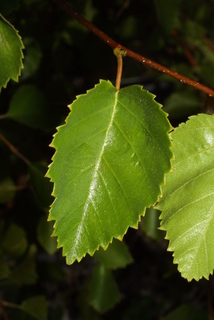Betula occidentalis, leaf - whole upper surface