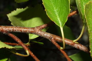 Betula occidentalis, twig - orientation of petioles
