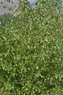 Betula occidentalis, whole tree or vine - general