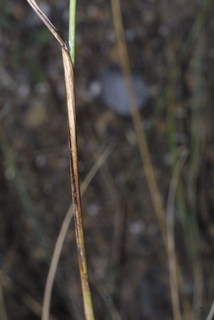 Pseudoroegneria spicata, stem - showing leaf bases