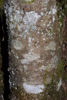 Abies grandis, bark - of a small tree or small branch