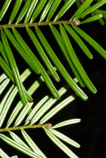 Abies grandis, leaf - entire needle
