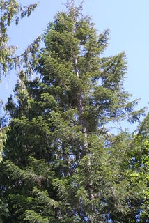 Abies grandis, whole tree - view up trunk