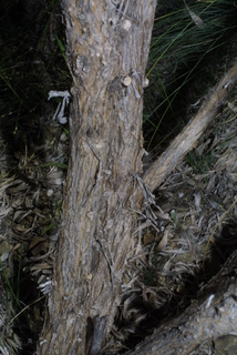 Artemisia tridentata, bark - of a small tree or small branch