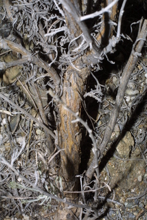 Artemisia tripartita, bark - of a small tree or small branch