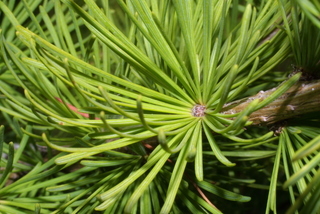 Larix occidentalis, leaf - entire needle