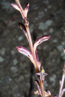 Epifagus virginiana, inflorescence - frontal view of flower