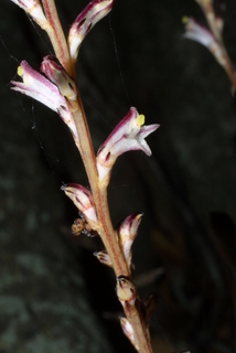 Epifagus virginiana, inflorescence - lateral view of flower