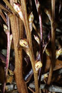 Epifagus virginiana, leaf - on upper stem