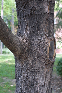 Acer nigrum, bark - of a large tree