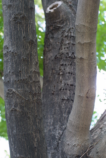 Acer nigrum, bark - of a large tree