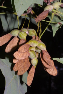 Acer nigrum, fruit - as borne on the plant