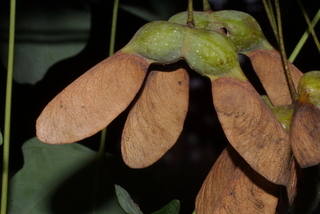 Acer nigrum, fruit - lateral or general close-up